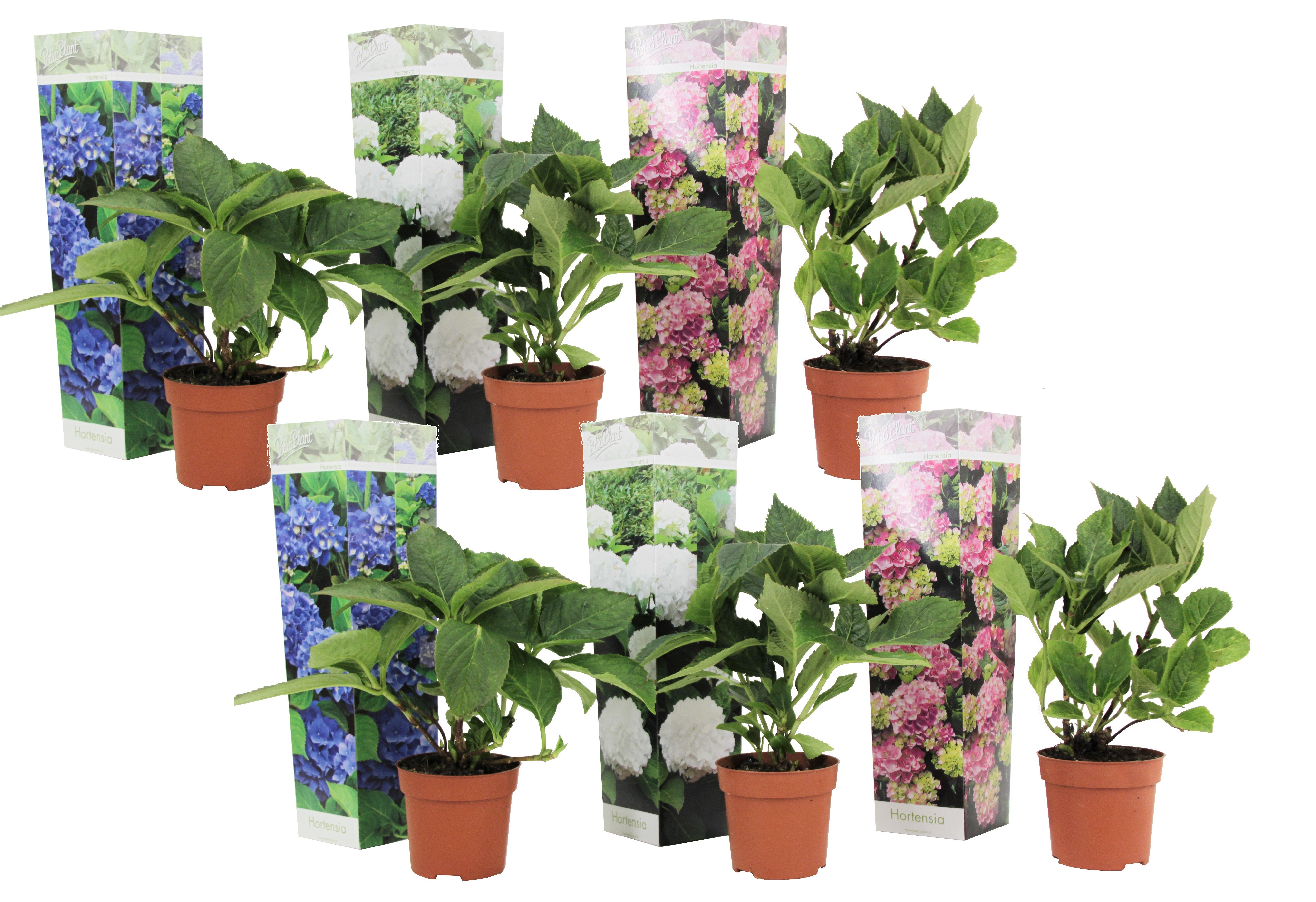 Plant in a Box - Hydrangea macrophylla 'Early Blue', 'Early Pink', 'Wudu' -  Ortensia - Mix di 6 - Vaso 10,5cm - Altezza 25-40cm