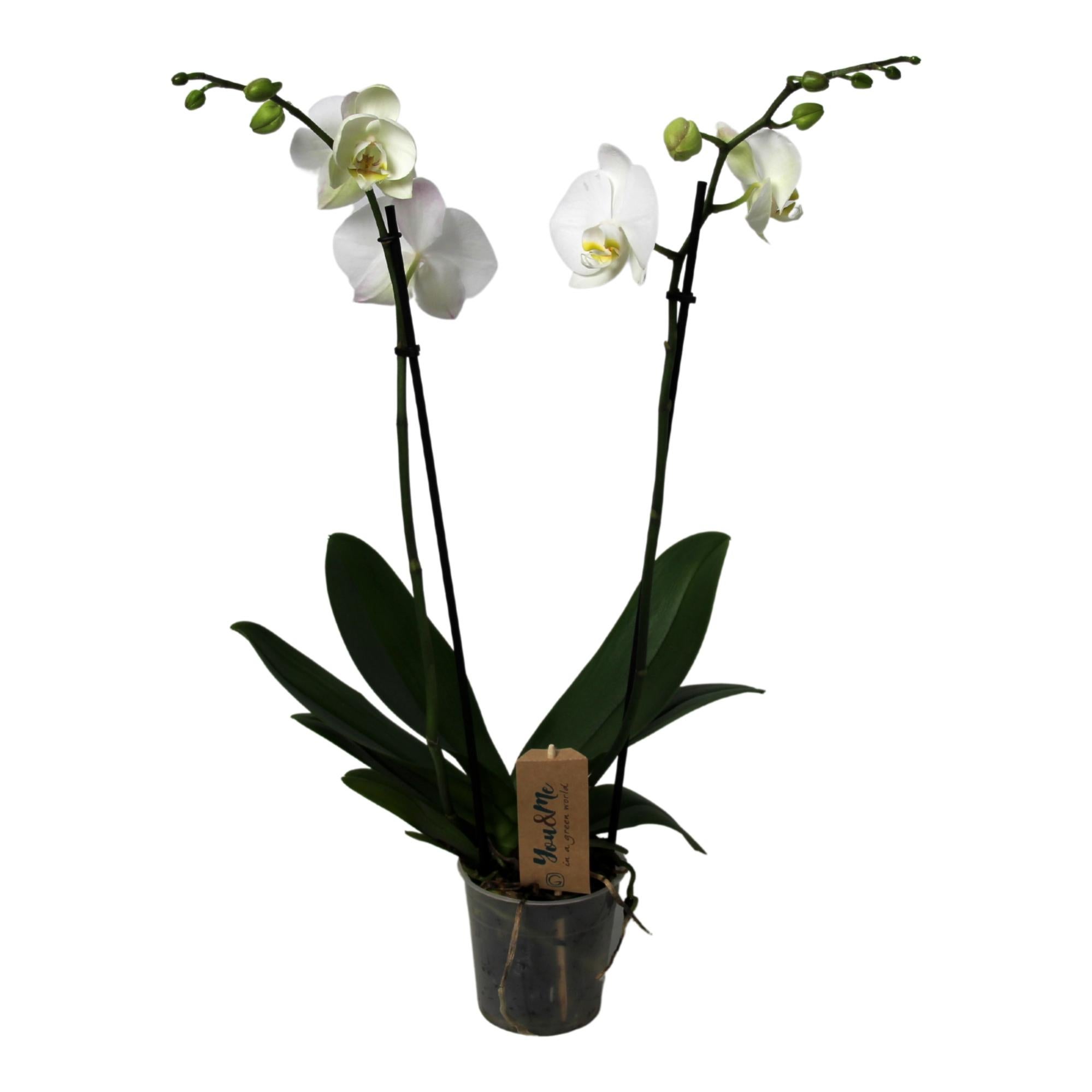 Rosa Del Deserto - Adenium Obesum 25-40cm In Vaso 10,5cm - Pianta Grassa Fiorita - 5