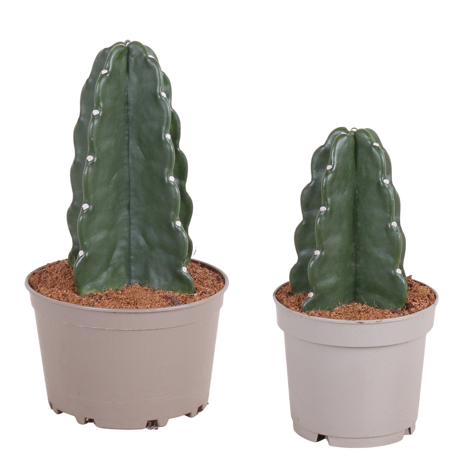 Cereus jamacaru - Mix de 2 - Cactus 