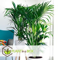 Palma Kentia Howea Forsteriana - Pianta Appartamento 90-100cm Vaso 18cm - Foto 3
