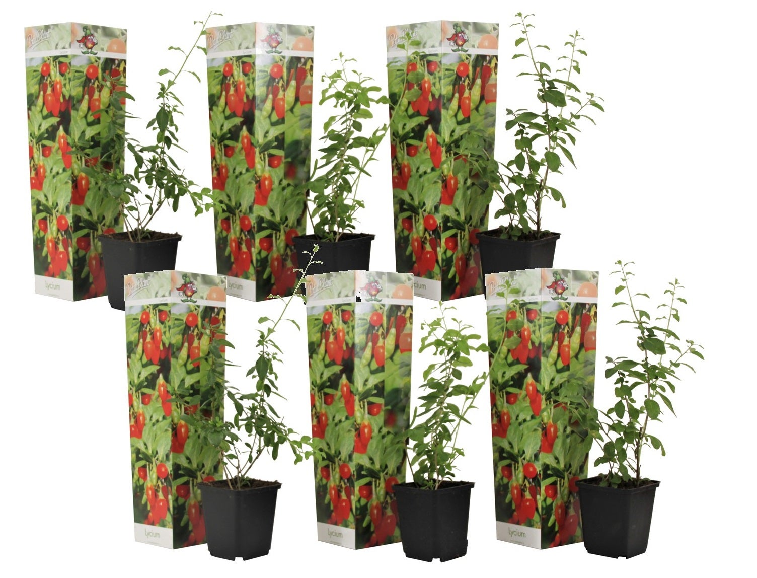 Plant in a Box - Set di 6 Lycium Barbarum - Piante di Goji - Vaso 9cm - Altezza  25-40cm