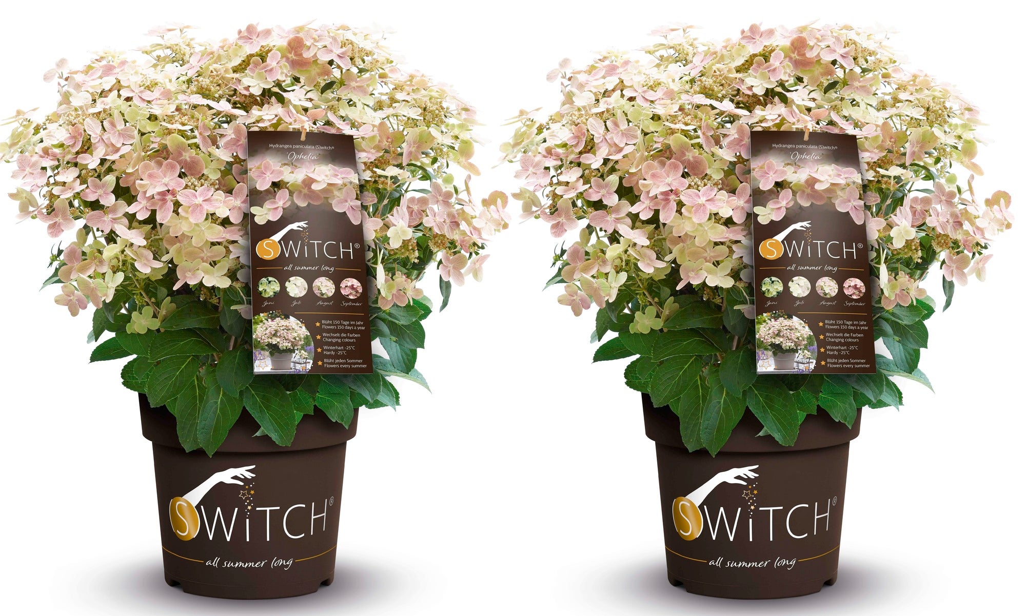 Plant in a Box - Hydrangea paniculata '(S)witch Ophelia' - Set di 2 - Vaso  19cm - Altezza 30-40cm