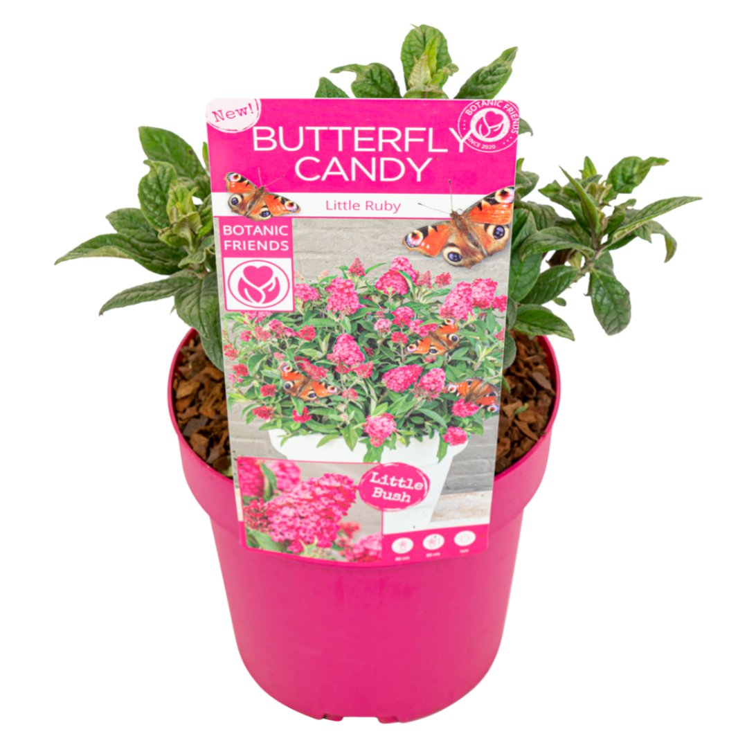 Plant In A Box - Buddleja Davidii Mix - 6 Diversi Cespugli Di Farfalle - Viola, Lilla, Bianco