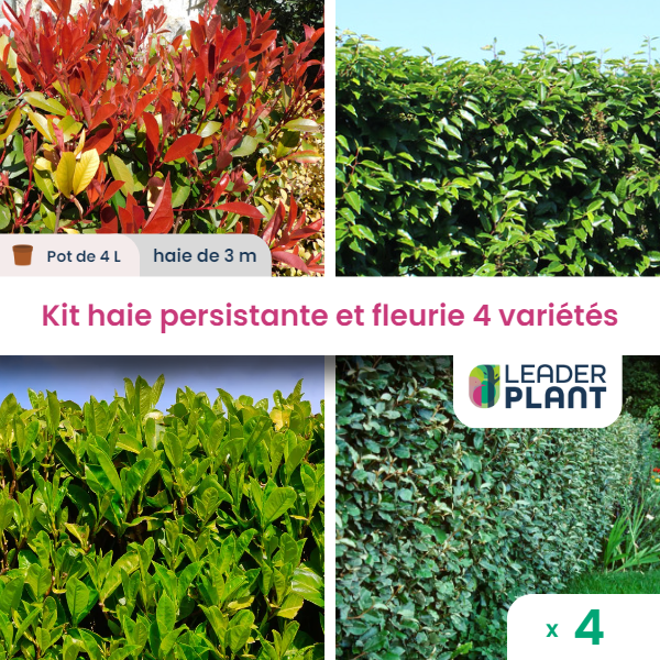 KIT Haie persistante et fleurie 4 variétés Lot de 4 plants en pot de