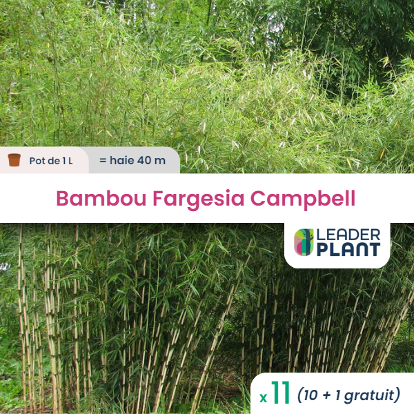 Bambou Fargesia Campbell - Vente en ligne de plants de Bambou Fargesia  Campbell pas cher