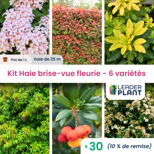 KIT Haie brise vue fleurie 6 variétés Lot de 30 plants en pot de 1 L