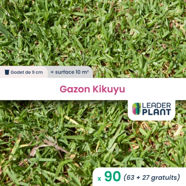 90 x Gazon Kikuyu en godet Leroy Merlin 90 x Gazon Kikuyu en godet Leroy Merlin