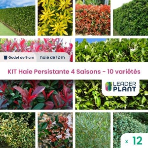 Jardinière : quatre saisons de plantes