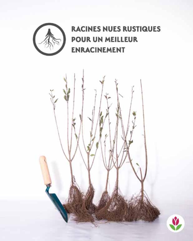 Haie de Troenes verts Le paquet de 10 racines nues / Hauteur livrée environ 4060cm Willemse