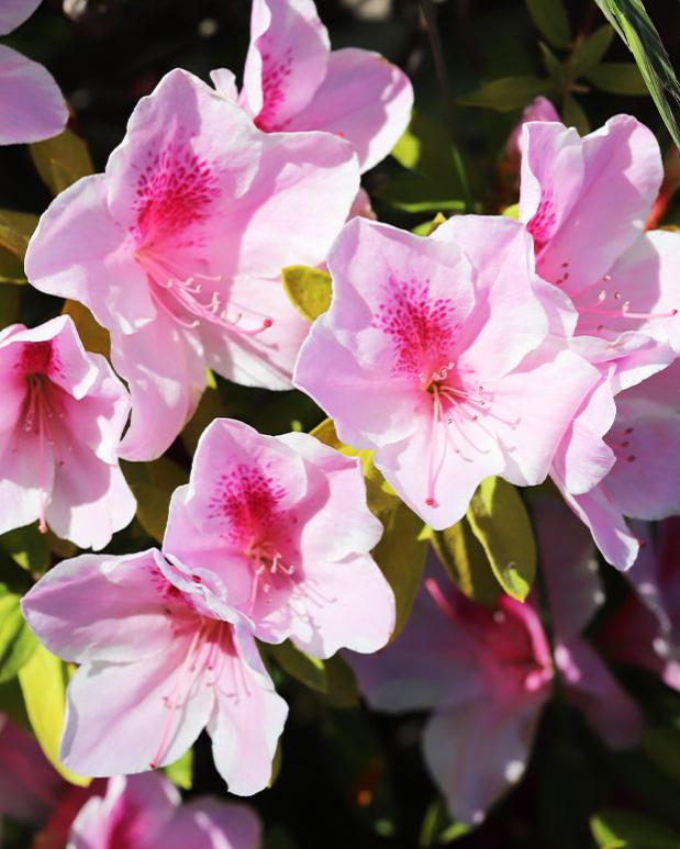 Rhododendron compact Doc - La pièce en pot de 3 l. Hauteur livrée 30-40 ...
