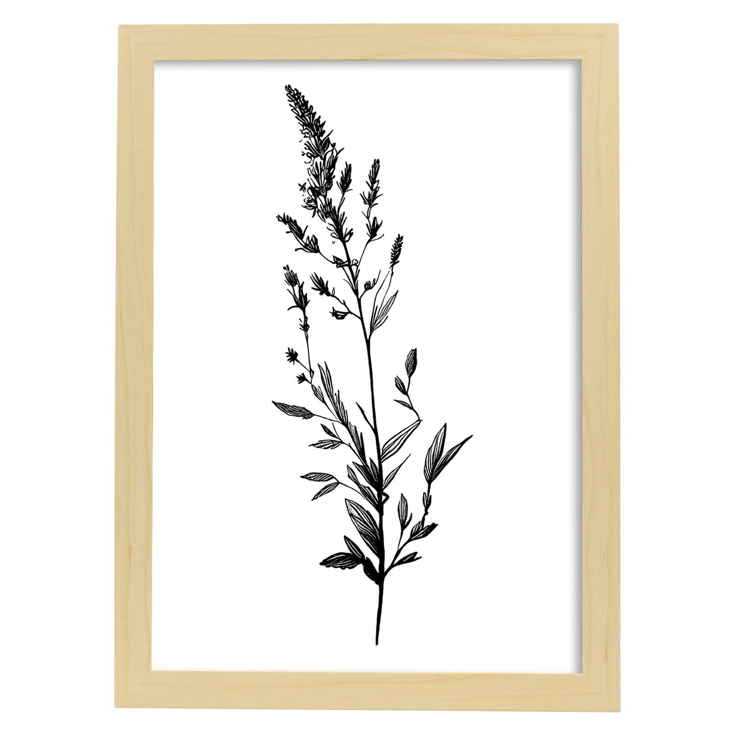 Nacnic Crisantemo Di Poster Botanico Di Piante Di Fiori In Bianco
