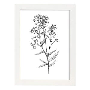 Poster Nacnico Di Stile Nordico. Illustrazioni Di Botanica Con Fiori E  Piante In Bianco E Nero. Interior Design E Decorazione., A4 Con Cornice Nera