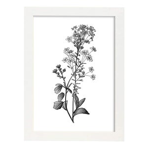 Poster Nacnico Di Stile Nordico. Illustrazioni Di Botanica Con Fiori E  Piante In Bianco E Nero. Interior Design E Decorazione., A4 Con Cornice Nera