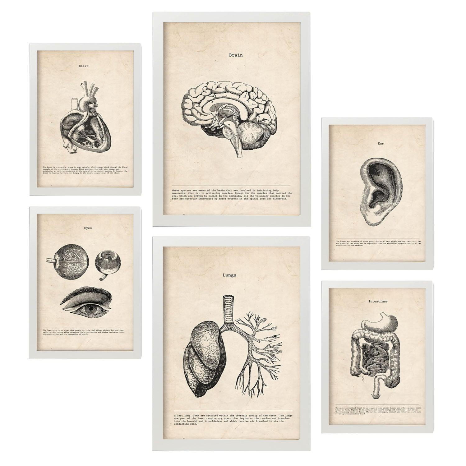 Affiches Anatomie Squelette Vintage - Set 6 Posters Médecine A4 & A3 | Décoration Intérieur Style Rétro