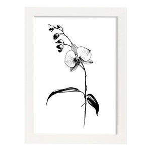 Nacnic Orchid e Illustration D affiche Botanique De Fleur Noire Et