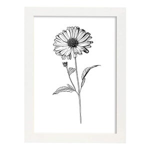 Violo In Stile Nordico Nacnico. Illustrazioni Di Botanica Con Fiori E Piante  In Bianco E Nero. Design E Decorazione D'interni. A4 Con Cornice Bianca