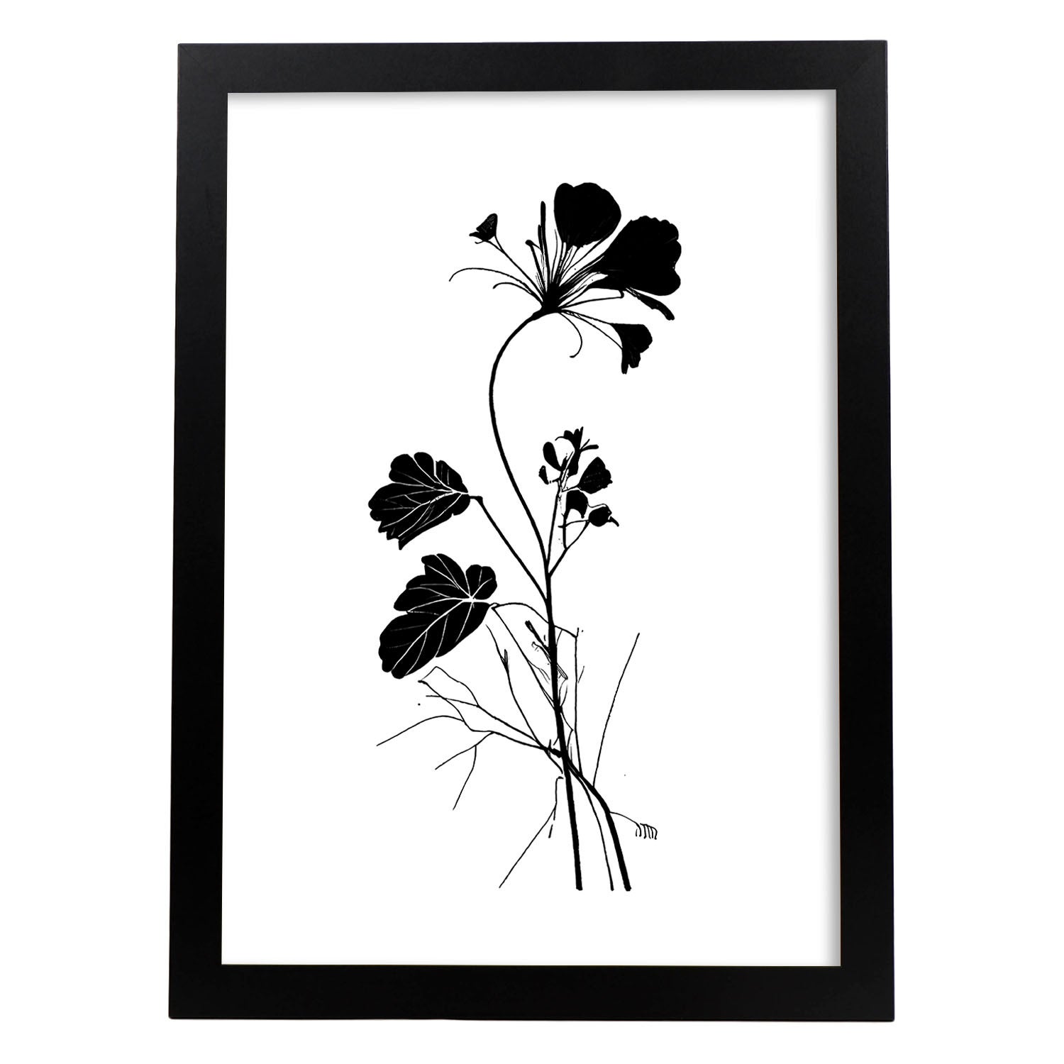 Nacnic Violet Illustration D Affiche Botanique De Fleur Noire Et