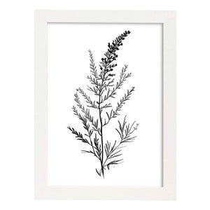 Nacnic Erica Di Poster Botanico Di Piante Di Fiori In Bianco E Nero Linea  Nordica Stampe Per Camera Dei Bambini Modello 3 A4 Con Cornici Bianche