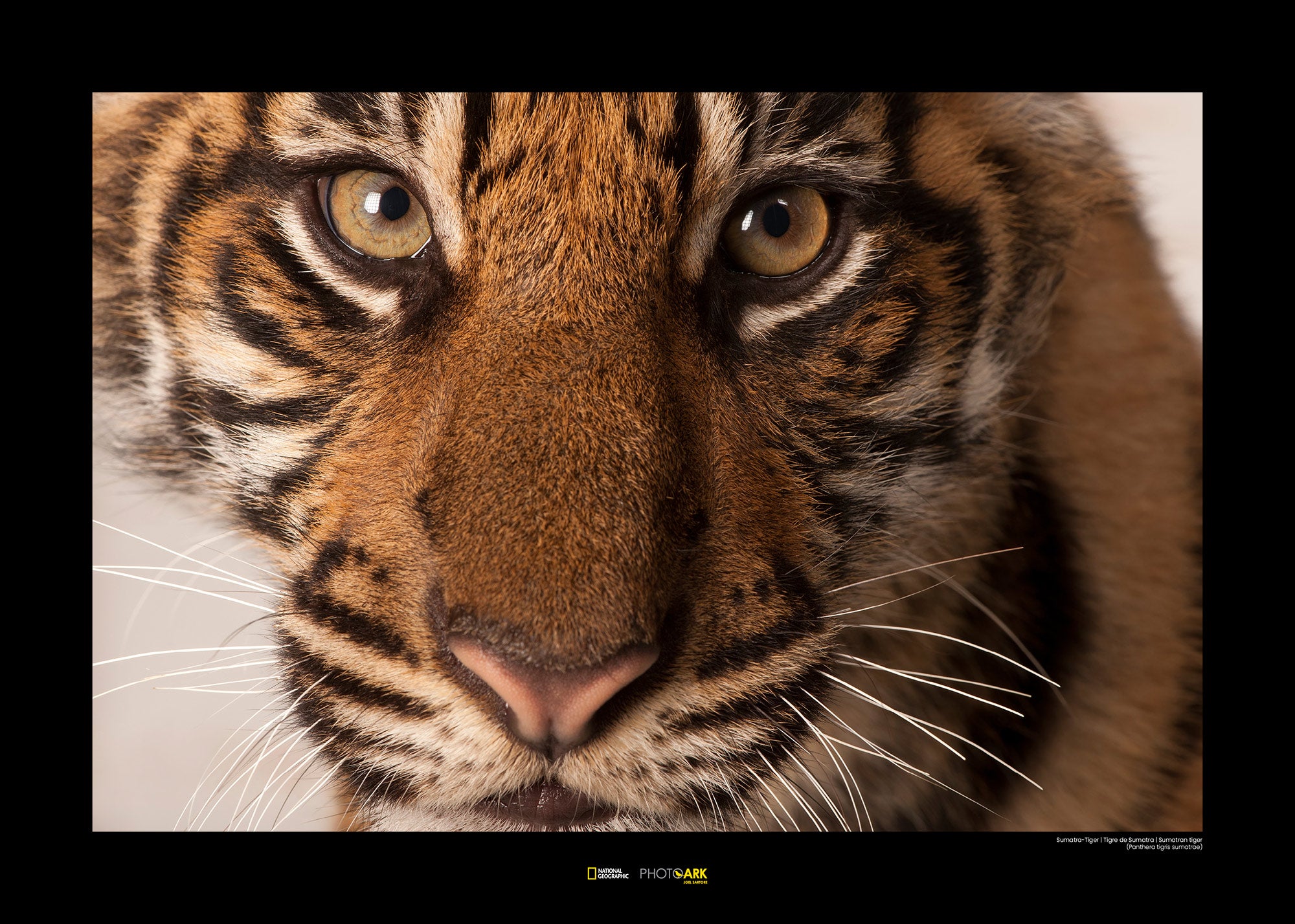 Affiche d'art Komar - National Geographic - Sumatran Tiger Portrait