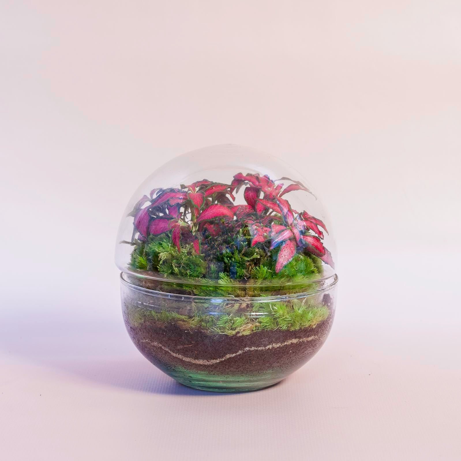 Terrario Mini de Plantas Naturales Jardín Eterno en Cúpula de Cristal de 10  x 7 cm formado por Fittonia roja