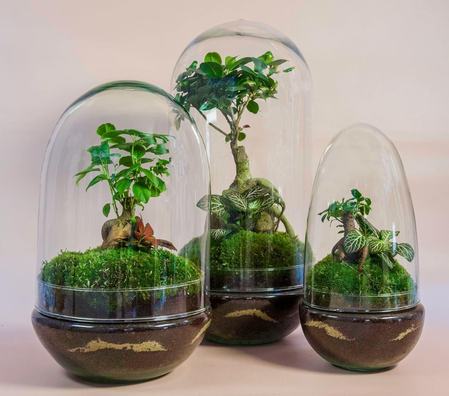 Leroy Merlin Plantas Naturales