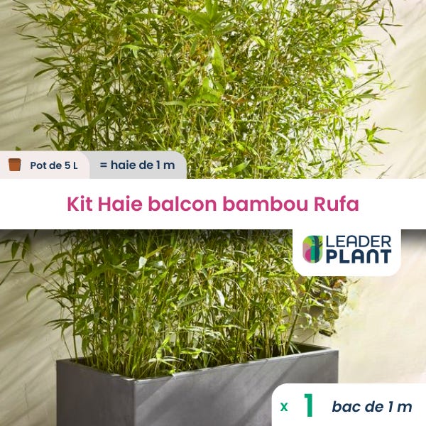 KIT Brise-vue Balcon Pittosporum du Japon - Vente en ligne de plants de KIT  Brise-vue Balcon Pittosporum du Japon pas cher