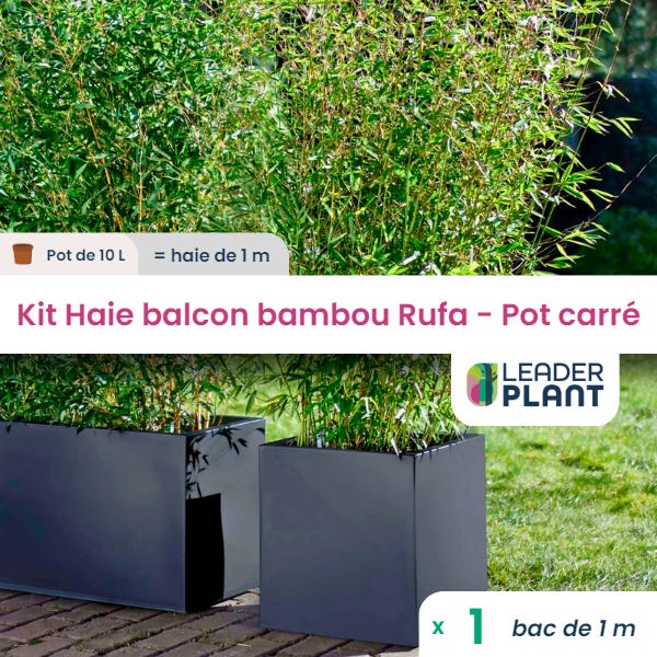 Bambou fargesia rufa terrasse - Vente en ligne de bambou brise-vue