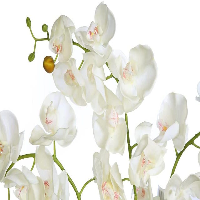 Macizo de Orquídeas Altura aprox 50 cm a 70 cm