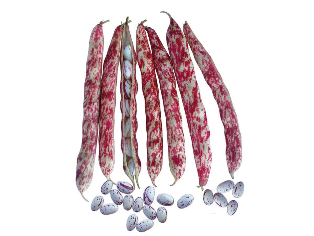 Semi Di Fagiolo Rampicante Borlotto Lingua Di Fuoco - Confezione Da 100g (circa 200 Semi), Per Orto E Giardino - Foto 12