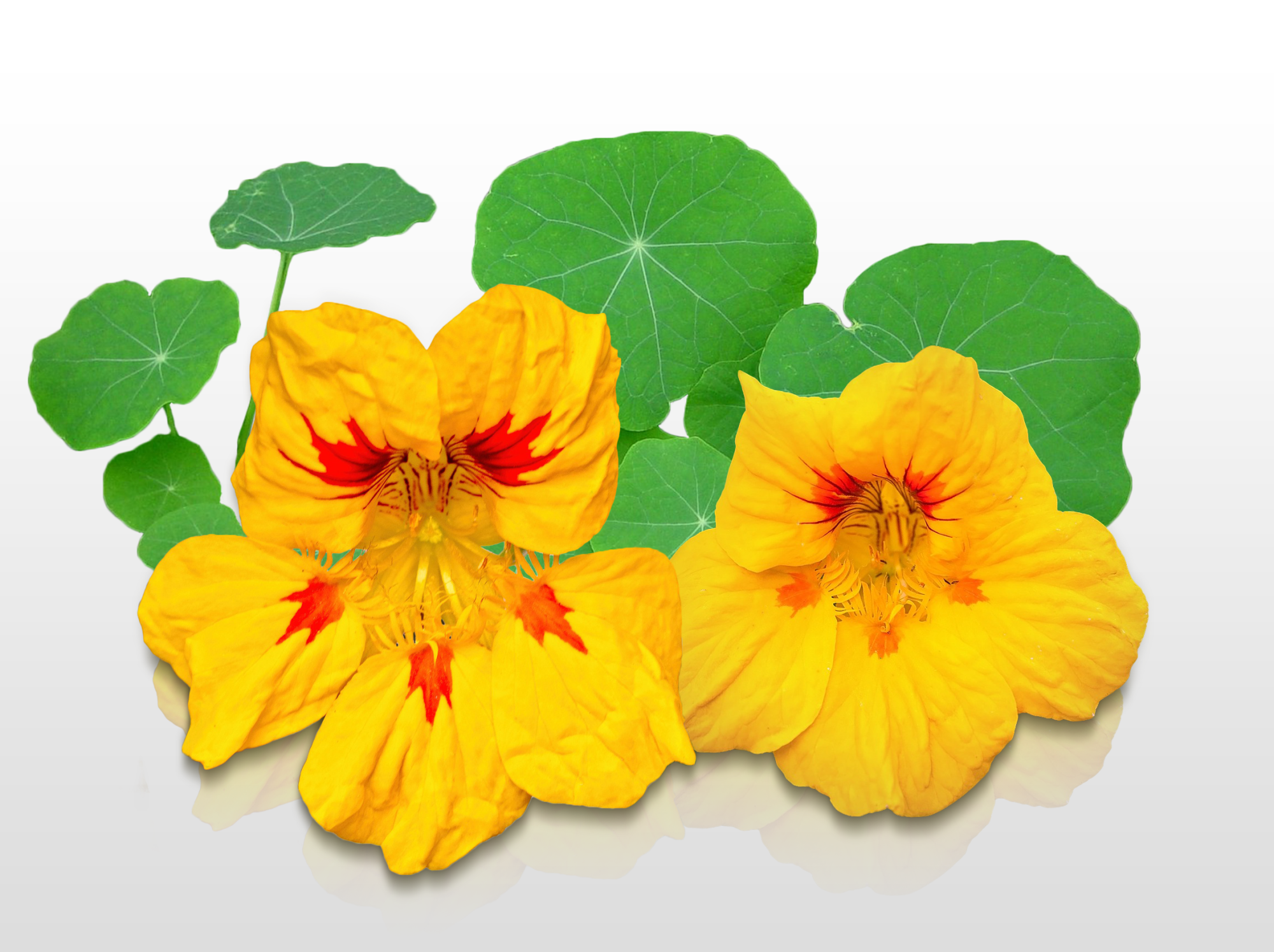 Graines Fleurs Capucine De Lobb Tropaeolum Majus Leroy Merlin