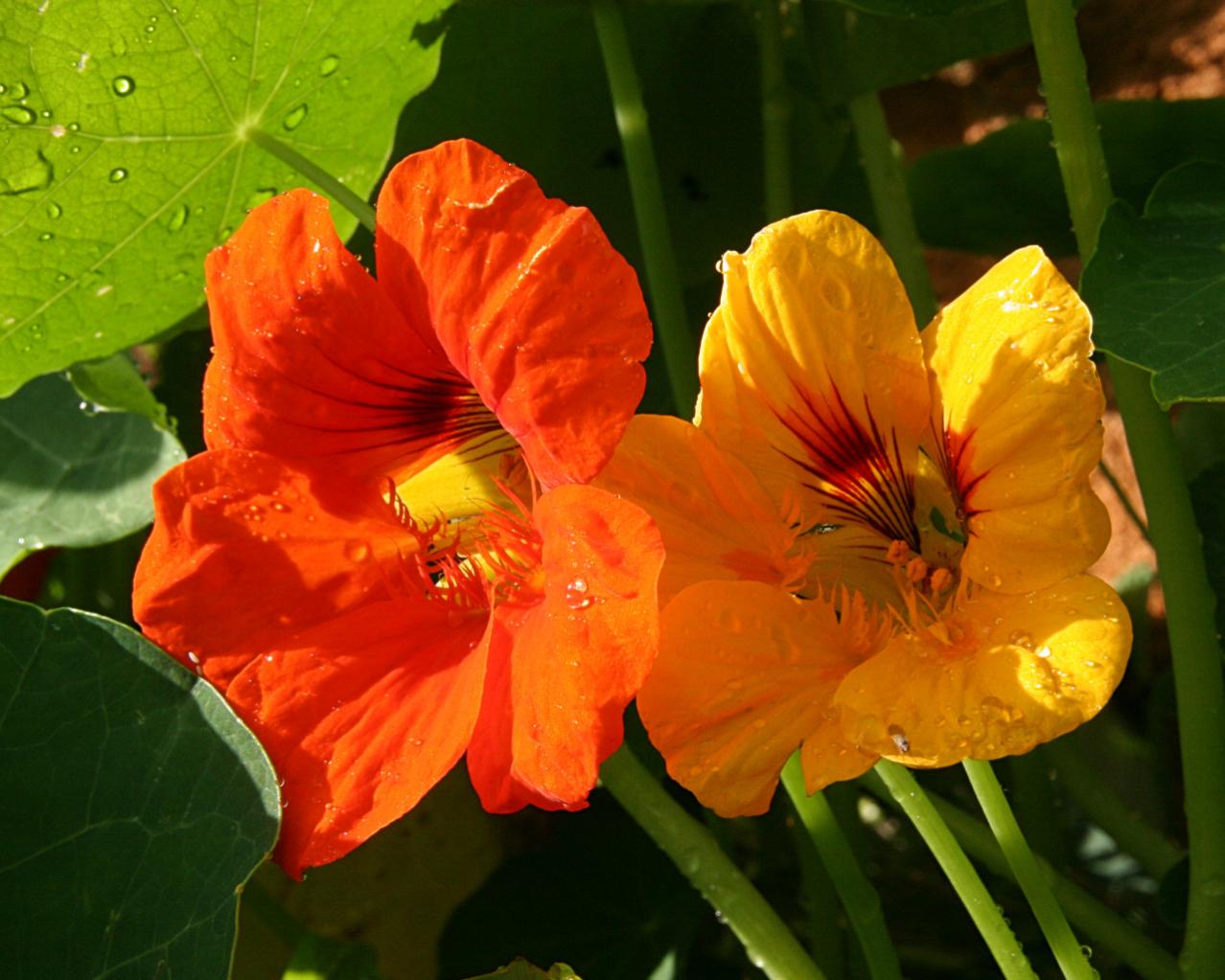 Graines Fleurs Capucine Tom Pouce Tropaeolum Majus Leroy Merlin