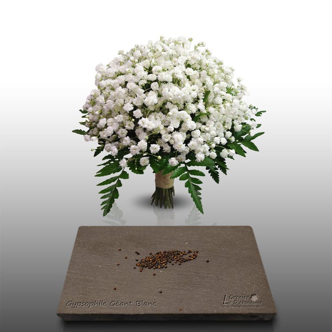 150 graines Fleurs à semer - Le Grenier d'Abondance - GYPSOPHILE Géant blanc  - Gypsophila | Leroy Merlin