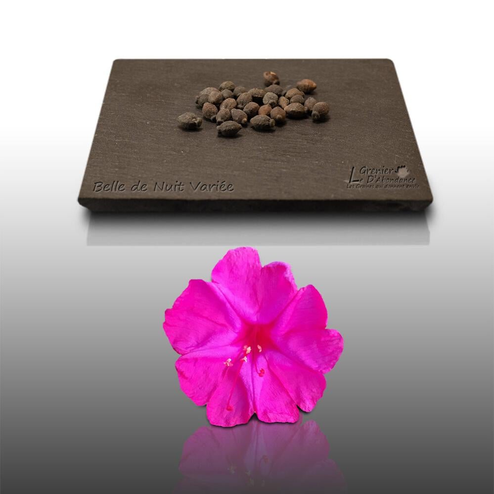 25 GRAINES FLEURS à Semer - Le Grenier D'Abondance - PENSEE Géante De Suisse EUR 2,79 - FR