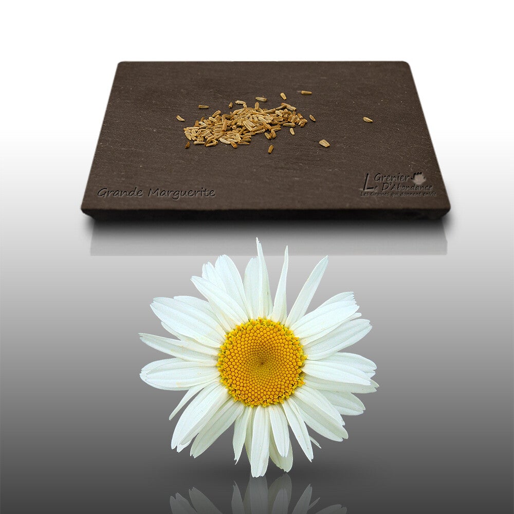 150 graines Fleurs à semer - Le Grenier d'Abondance - MARGUERITE Blanche -  Chrysanthemum Leucanthemum | Leroy Merlin