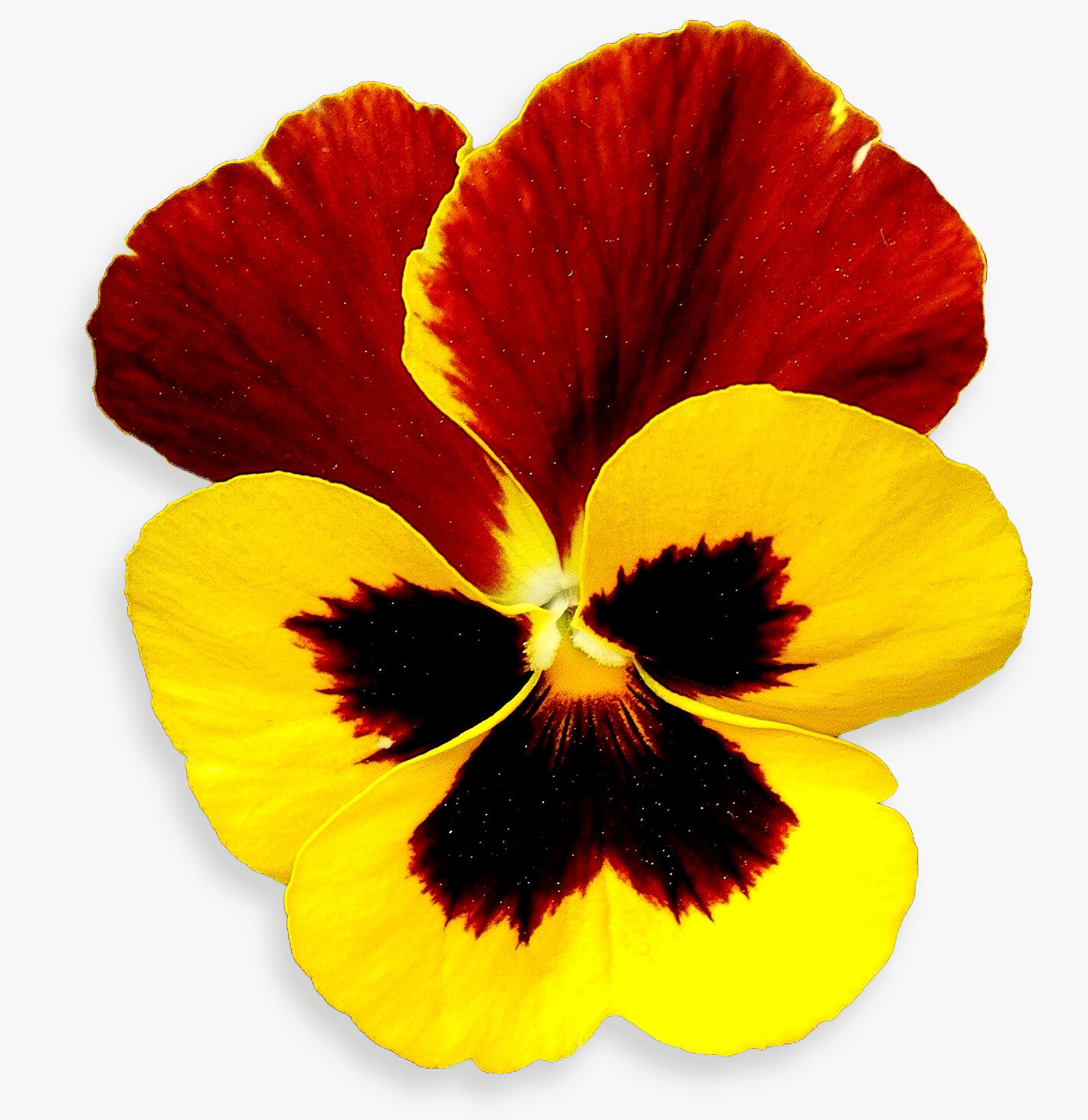25 graines Fleurs à semer - Le Grenier d'Abondance - PENSEE Géante de  Suisse - Viola tricolor | Leroy Merlin