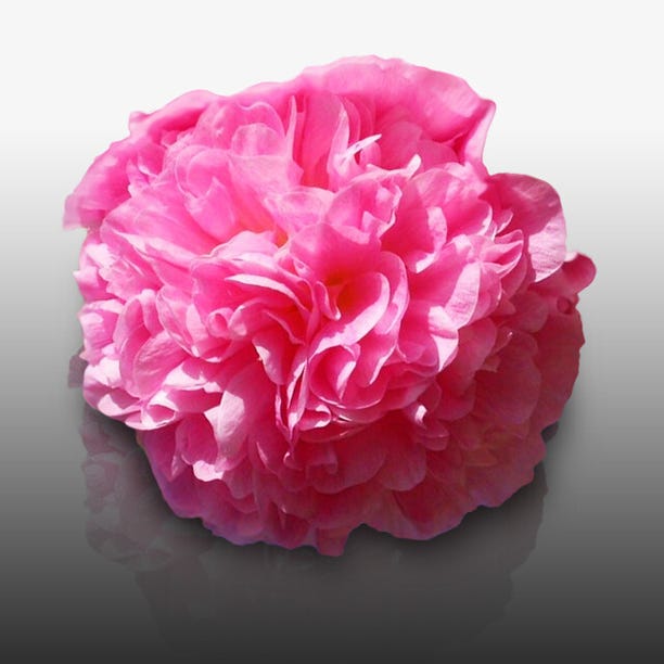 15 graines Fleurs à semer - Le Grenier d'Abondance - ROSE TREMIERE à fleurs  doubles - Alcea rosea