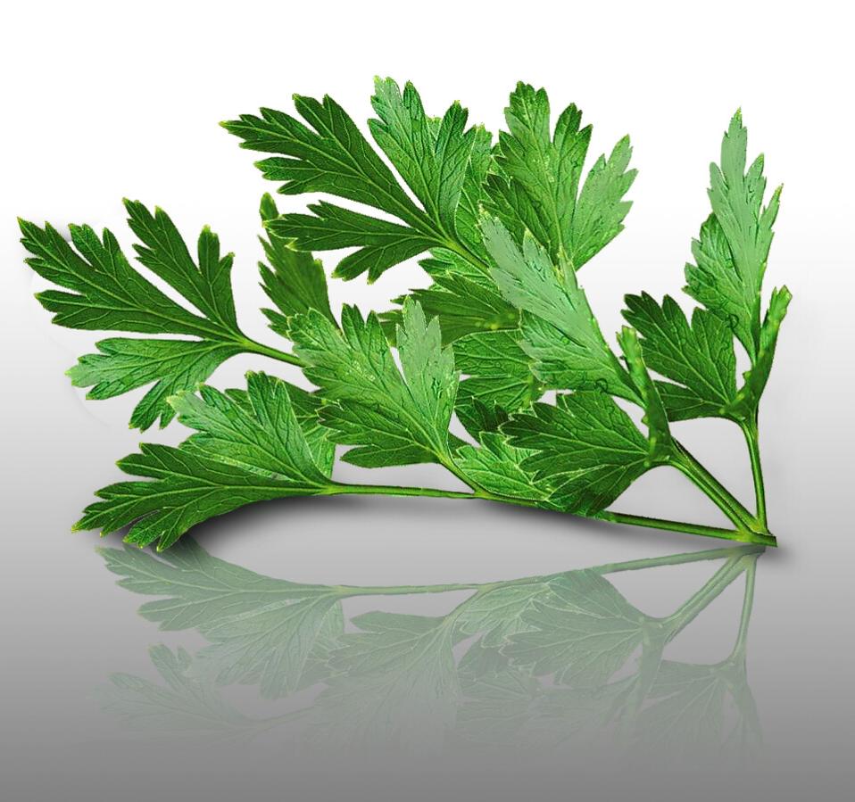 Graines De Cerfeuil Commun (Anthriscus Cerefolium) - Sachet De 8000 Graines | Aromatique, Saveur Anisée, Facile à Cultiver - 4