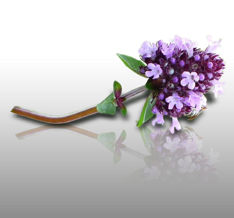 Graines De Thym De Provence - Sachet De 100 Graines - Pour Cuisine Et Jardin - Vivace Et Aromatique