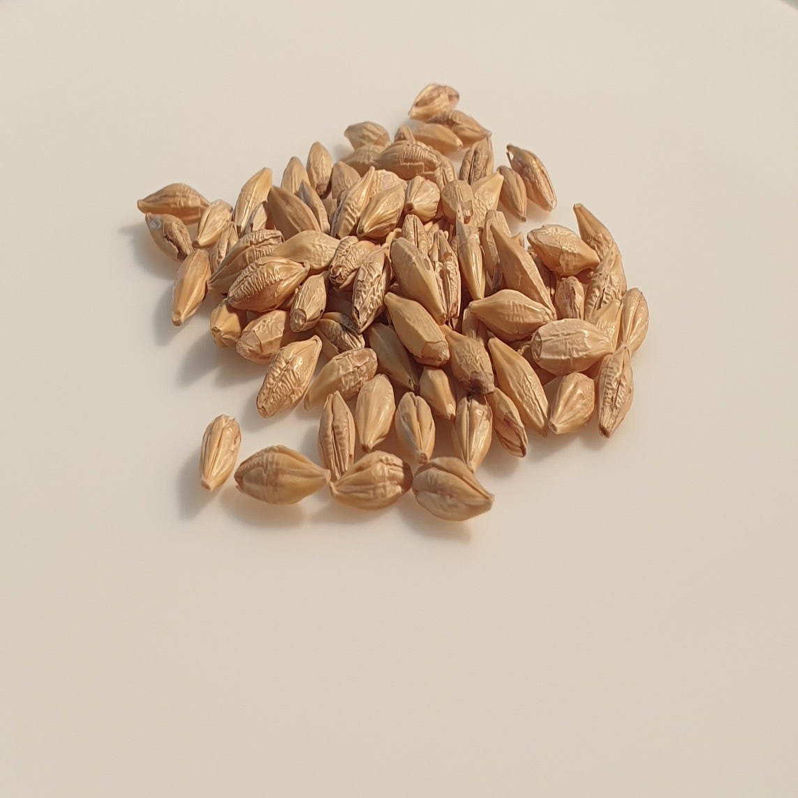 100 graines à semer - HERBE A CHAT - Complément alimentaire pour