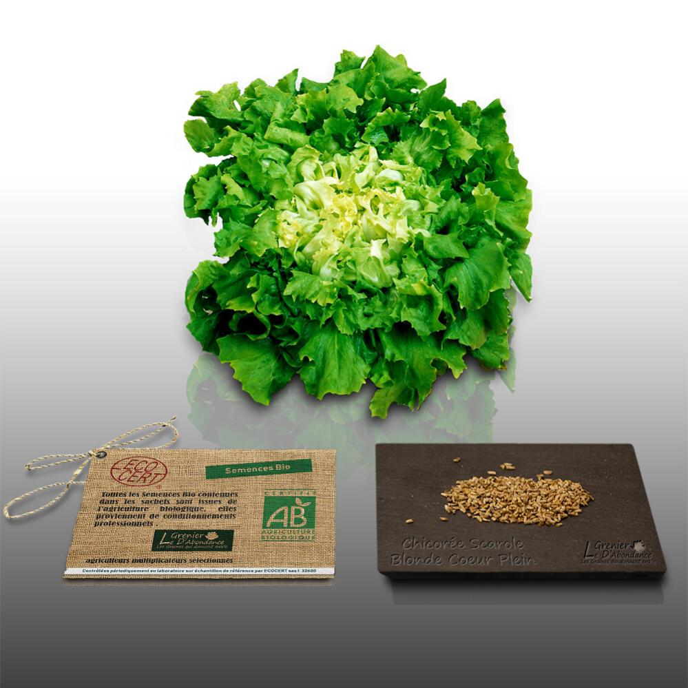 250 Graines Chicorée Witloof - Endives Alba - Le Grenier D'Abondance - Pour Salades Et Gratins