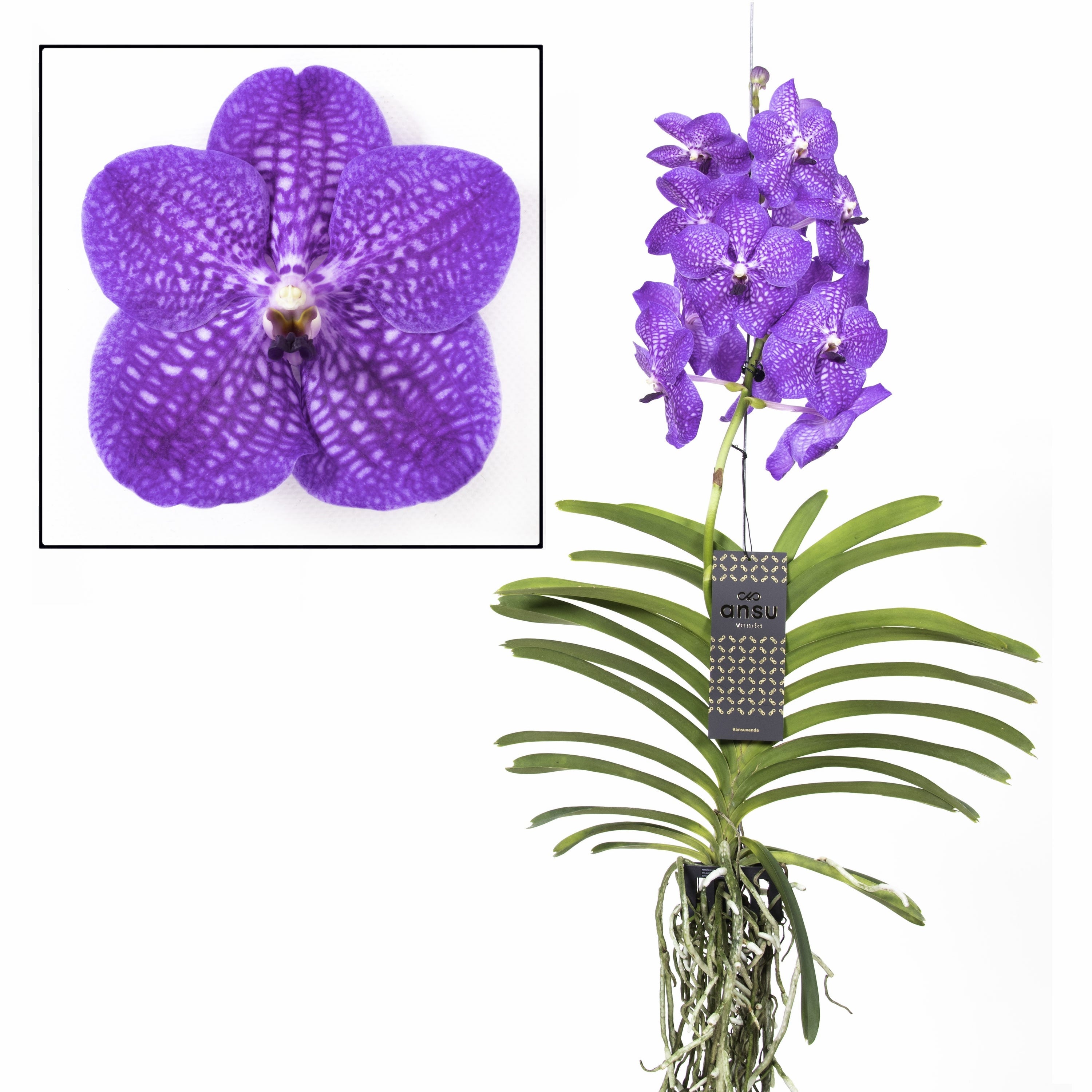 Choix orchidée : toutes les clés pour choisir une orchidée