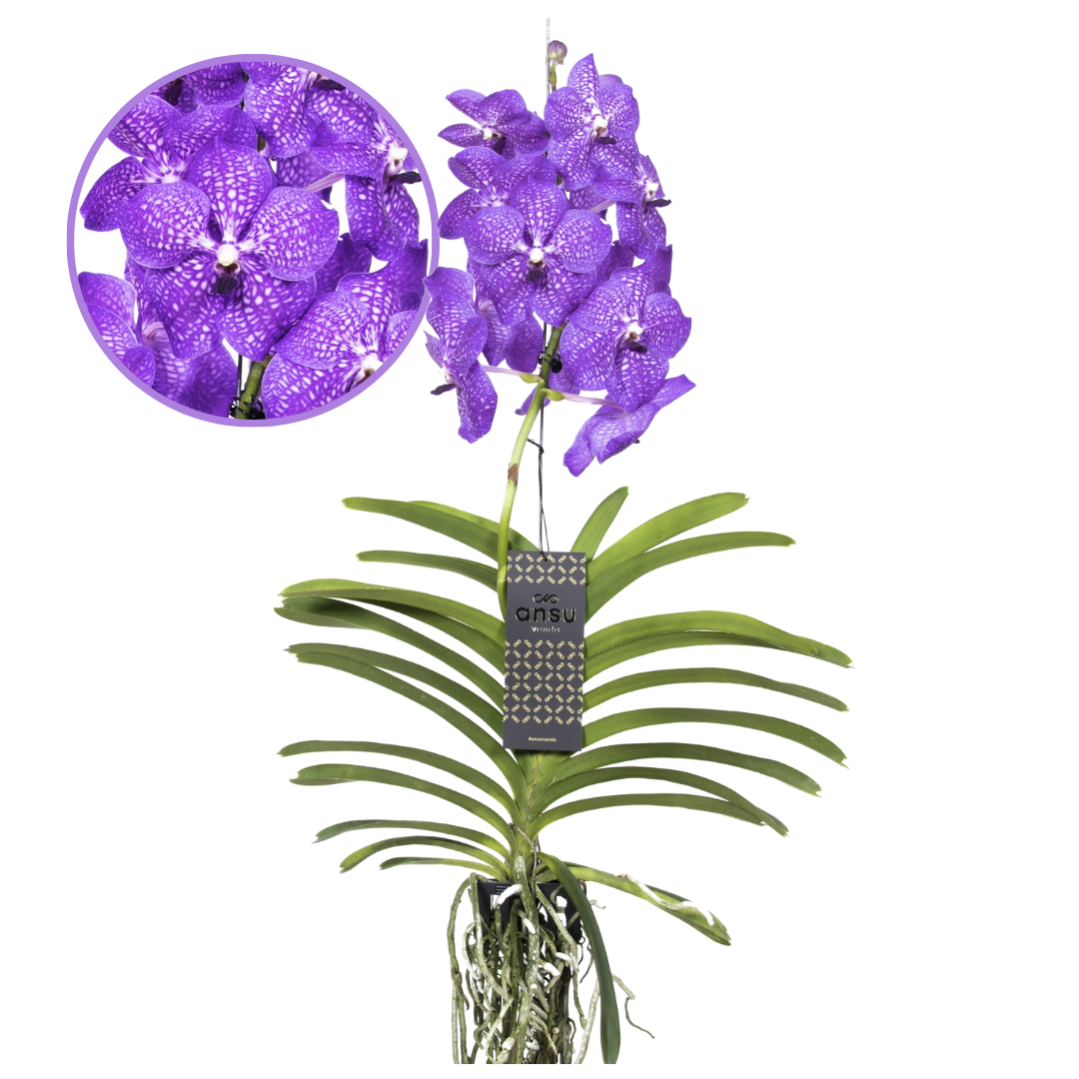 Vanda New Blue Orchidée tropicale Magnifique couleurs Hauteur 5565cm Leroy Merlin