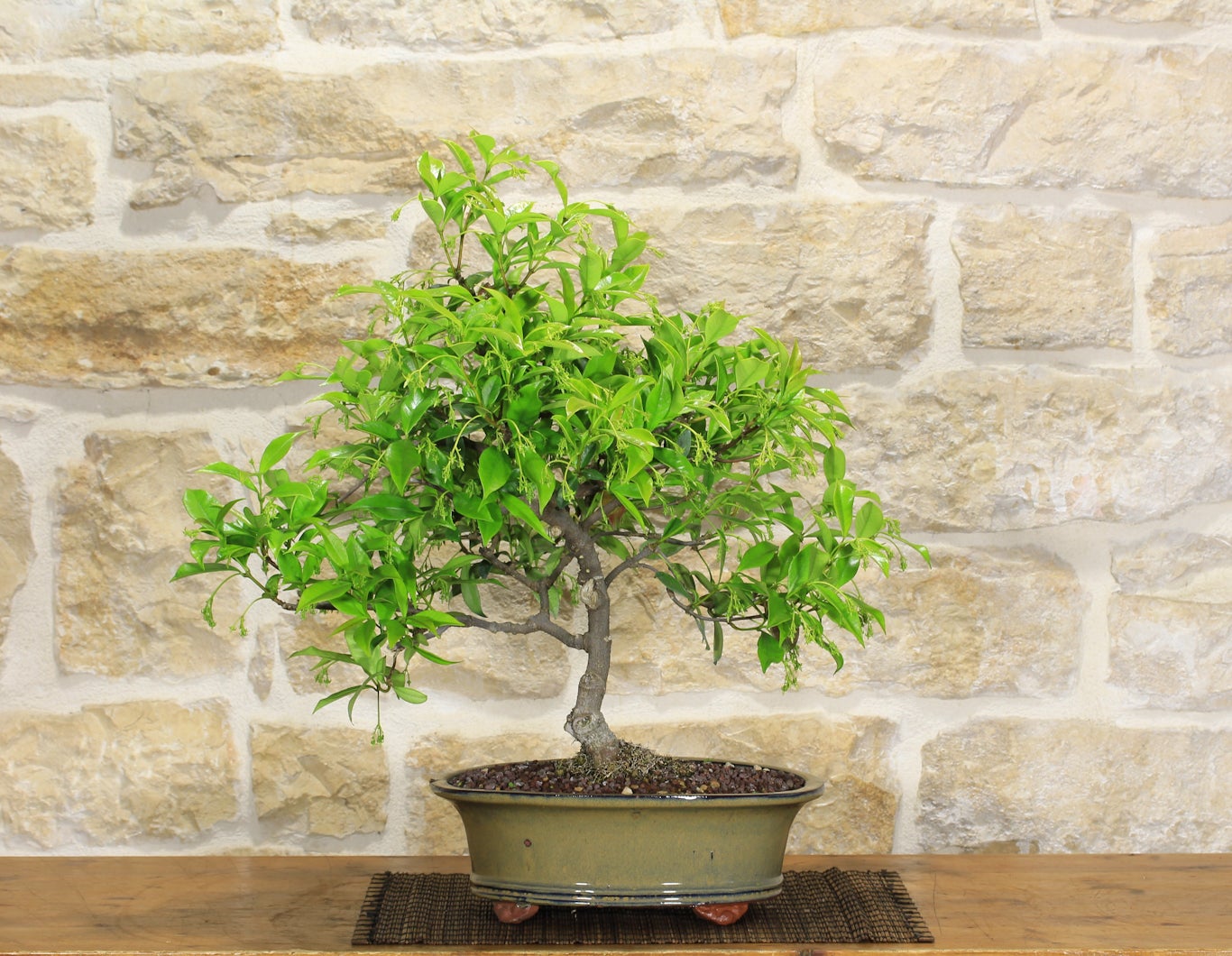 Bonsai: come distinguere un originale da un falso