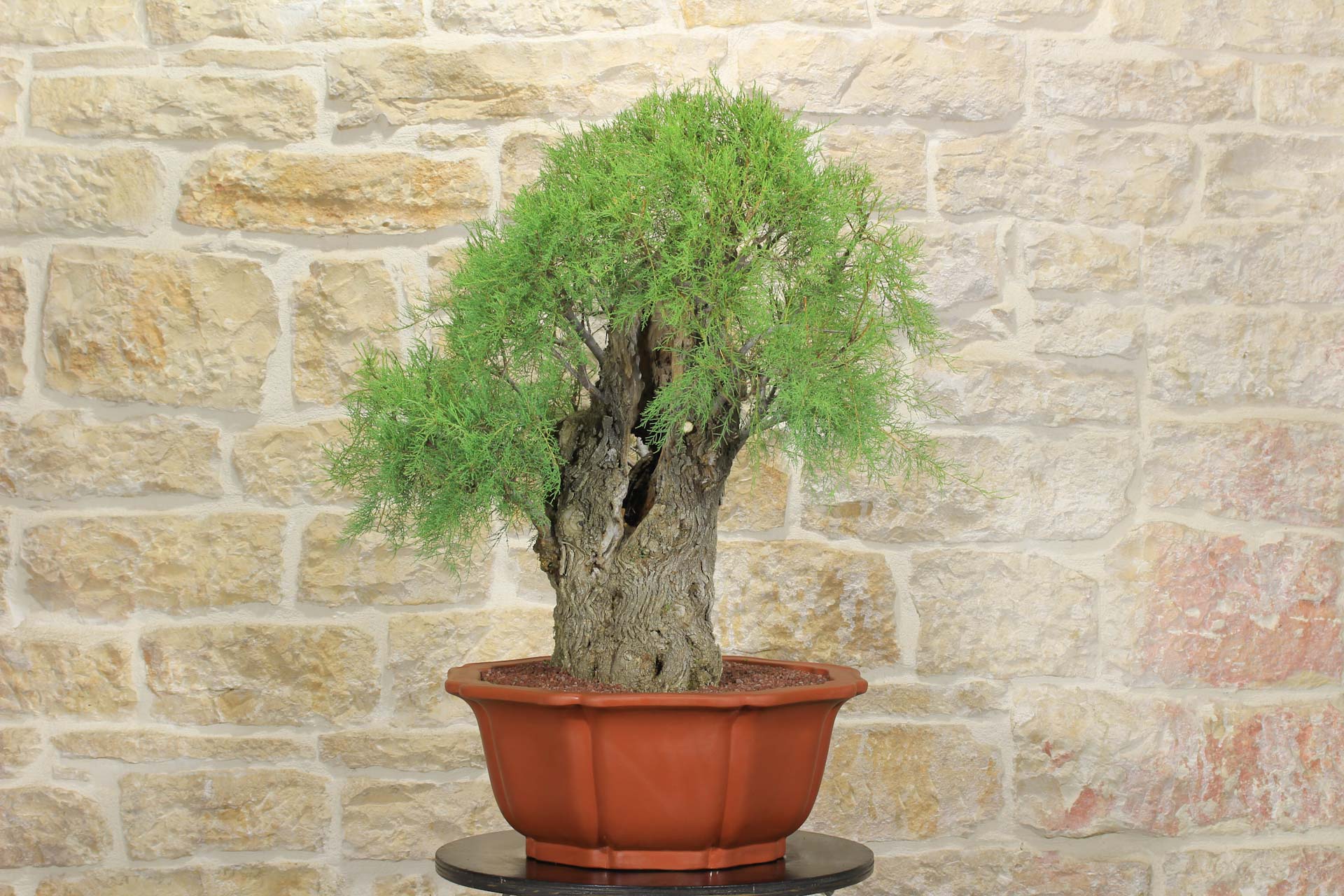 Bonsai di Tamerice (5)