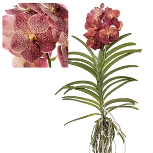 engrais orchidée croissance Orchid Focus Grow 300ml - Growth Technology