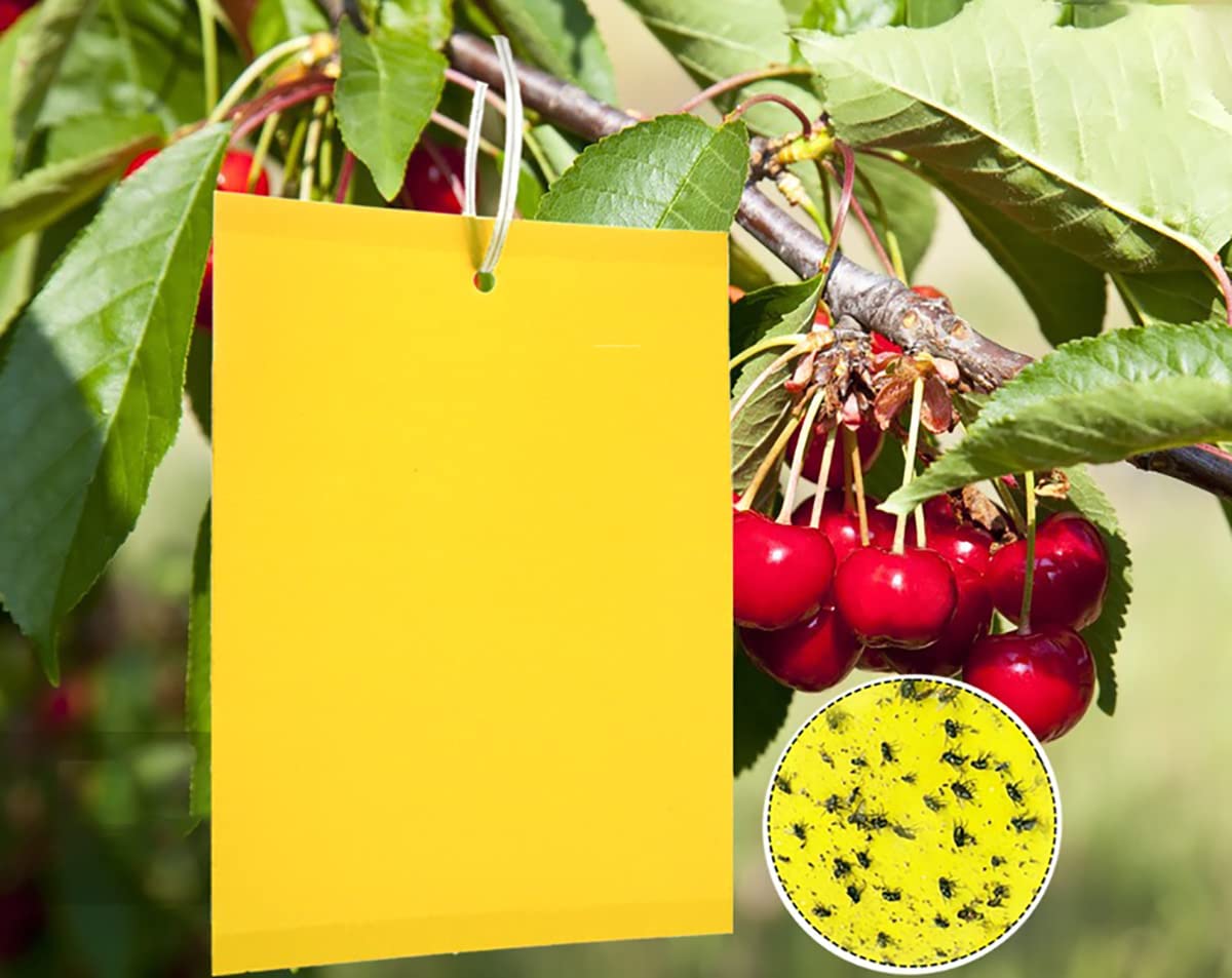 Pièges à mouches en plastique PP jaune, 10x20cm, autocollants en papier,  attrape-mouche pour plantes, panneau collant - AliExpress