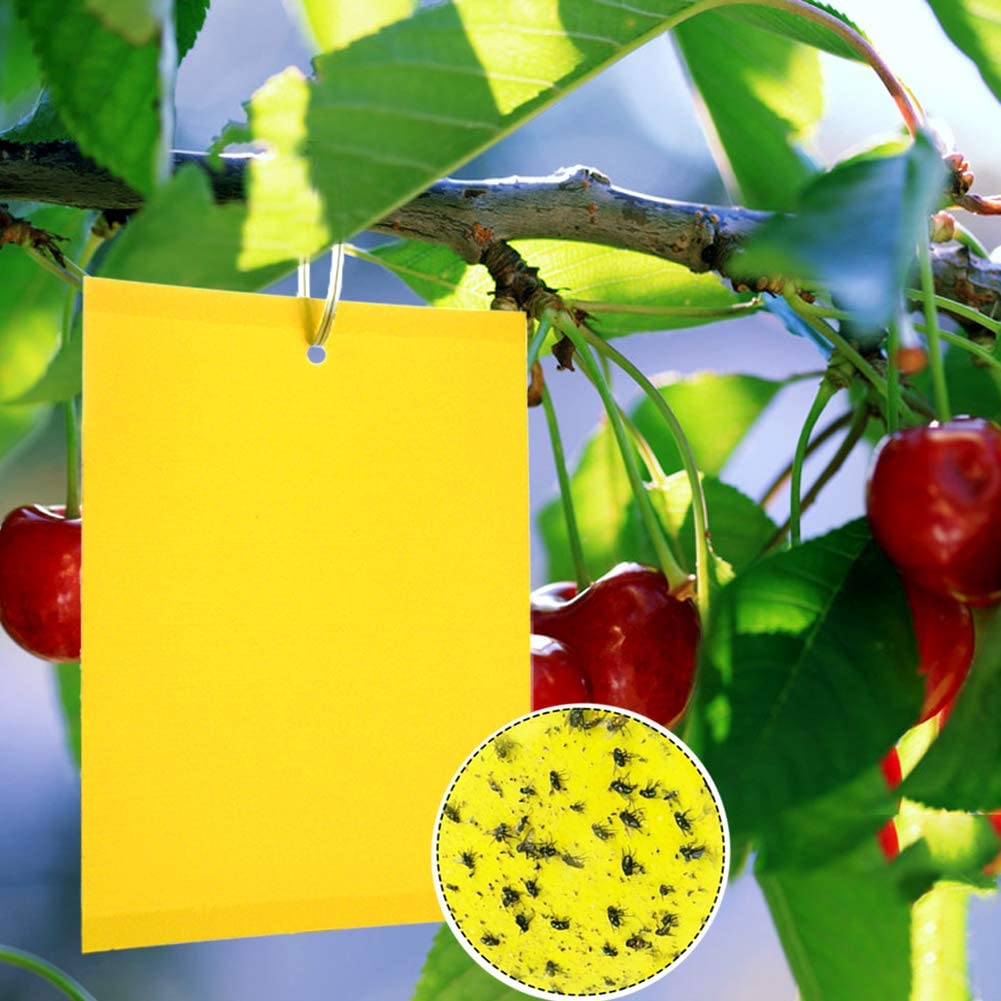 Pièges collants jaunes à double face pour les insectes des plantes