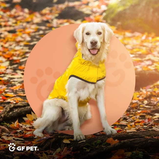 Manteau pour chien golden retriever sale