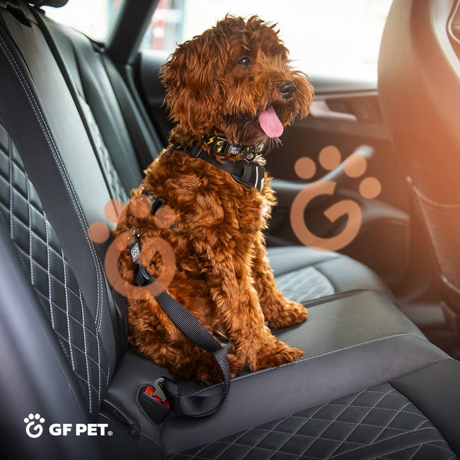 Laisse et ceinture de sécurité pour chien - Chien - Animal.Compagnie