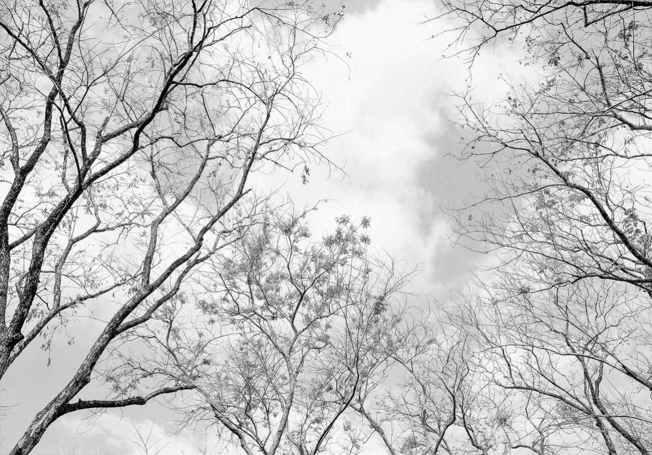 Papier Peint Adhésif Panoramique Noir et Blanc Arbres 368x254 cm
